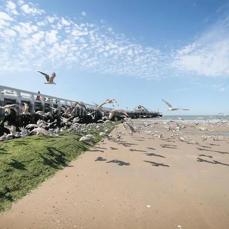 In Near Belgium Pier Daire Blankenberge